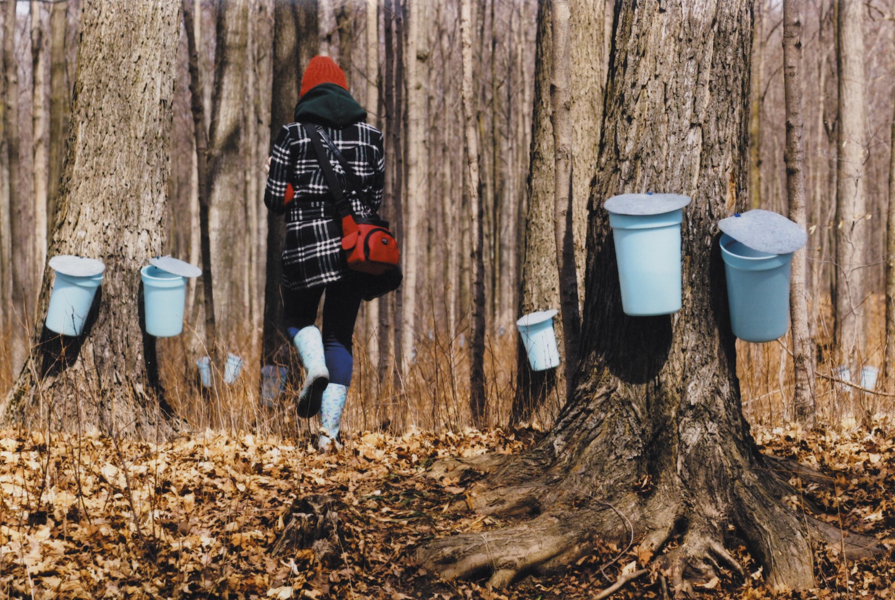 Person walking through the bush where maple syrup buckets are