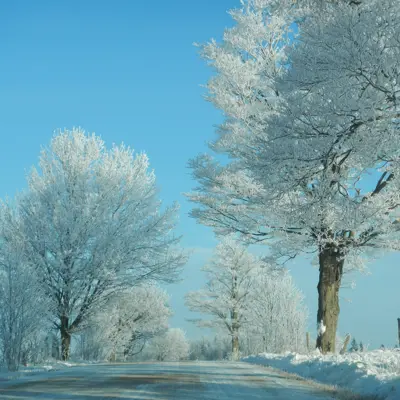 Ice and snow covered trees lining a road 